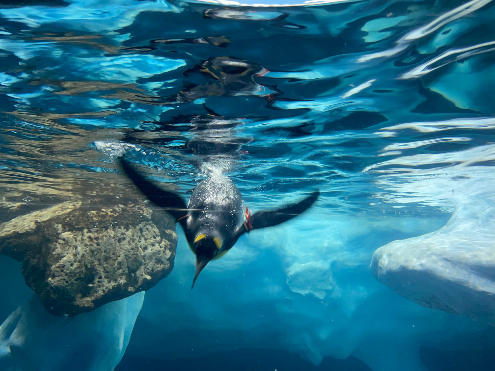Loro Parque